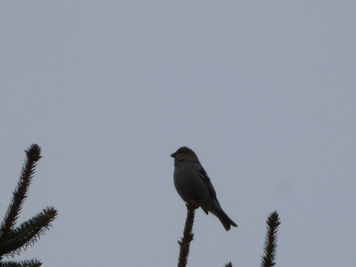 Pine Grosbeak - ML646975729