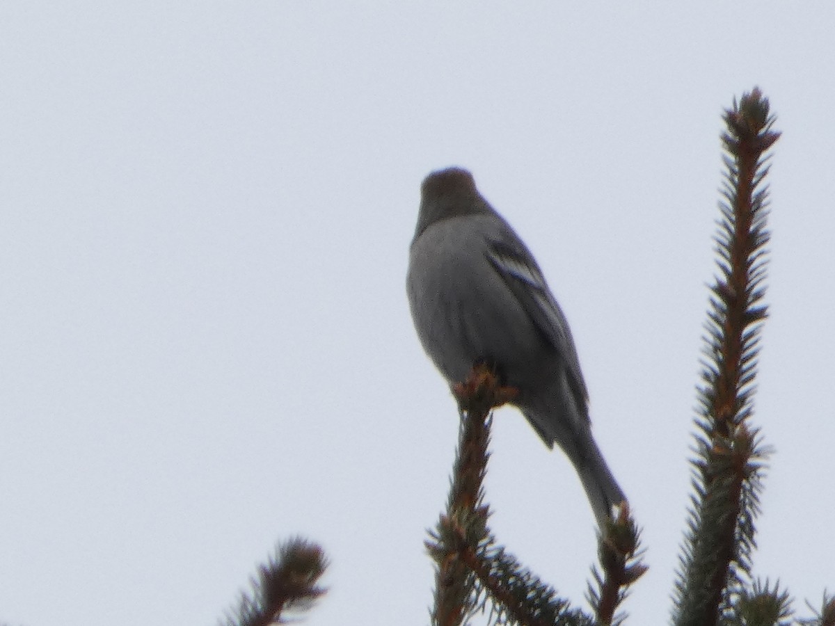 Pine Grosbeak - ML646975731