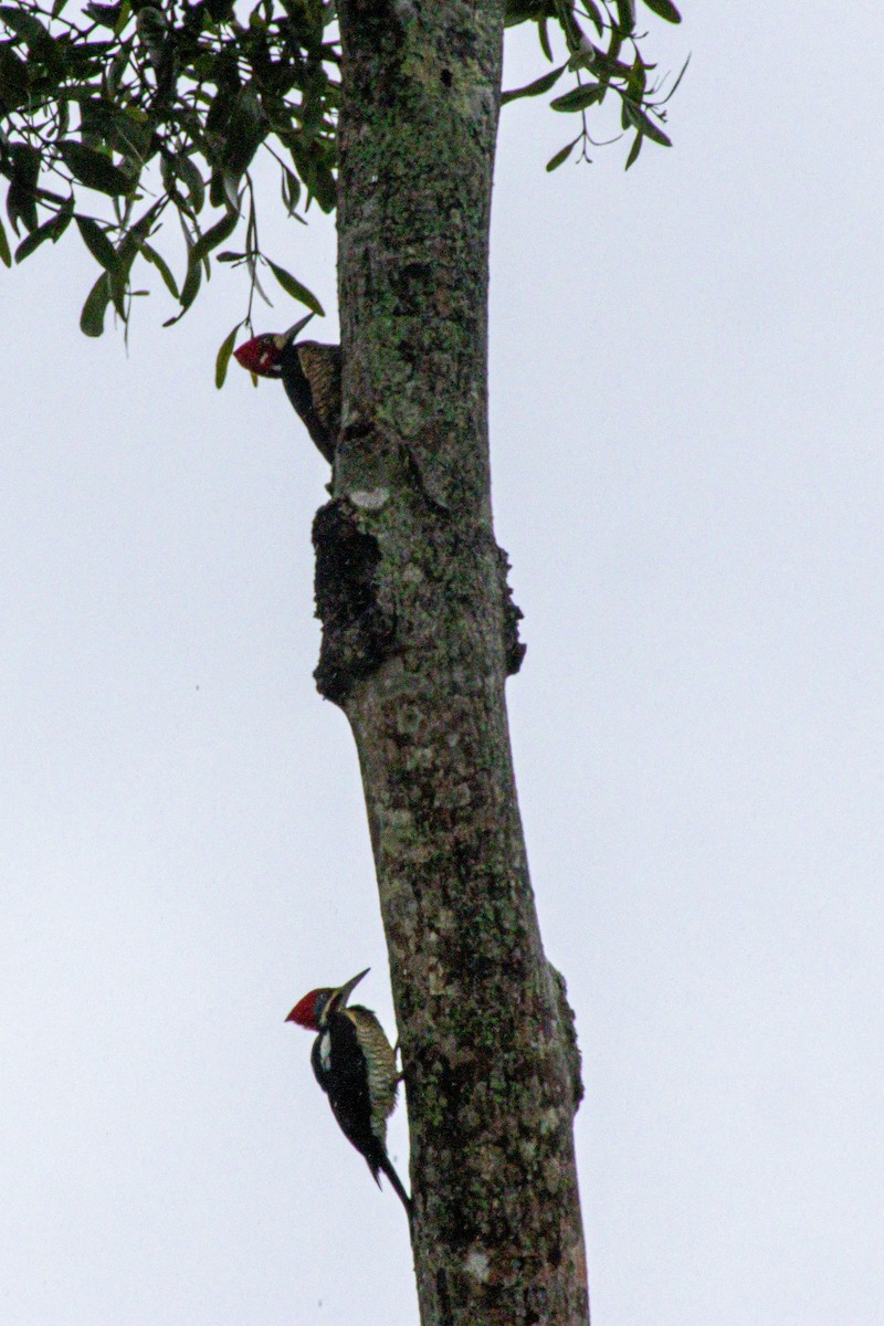 Pic ouentou - ML646975735