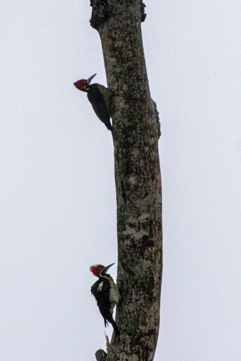 Pic ouentou - ML646975736