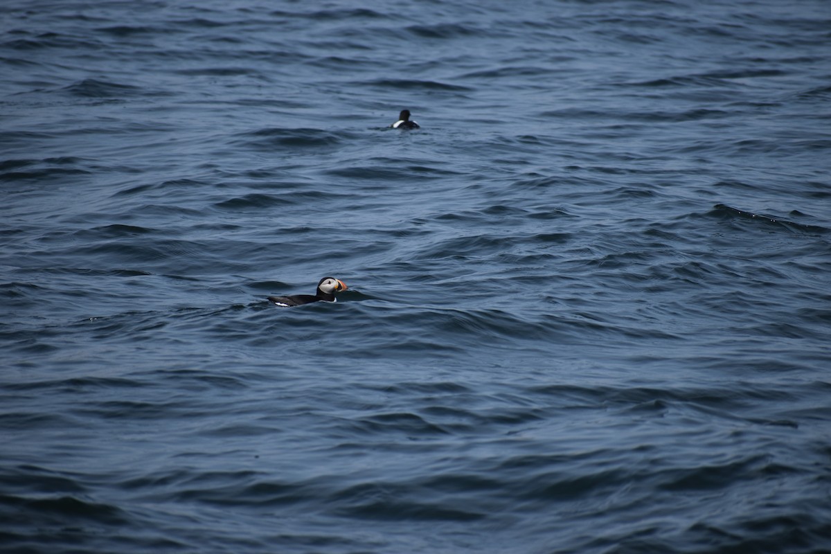 Atlantic Puffin - ML646975737