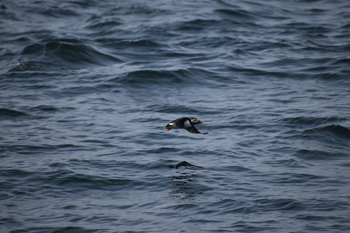 Atlantic Puffin - ML646975739