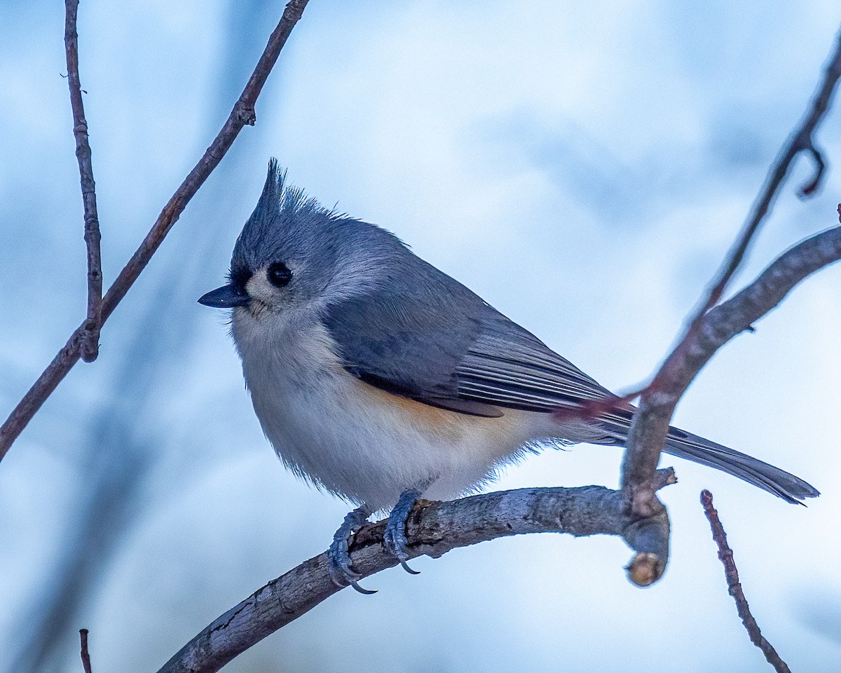 Grauhäubchenmeise - ML646975746