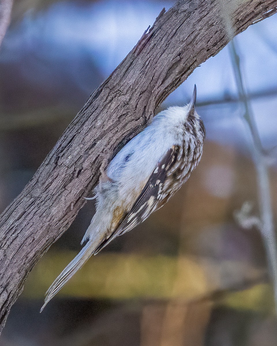 Amerikabaumläufer - ML646975748