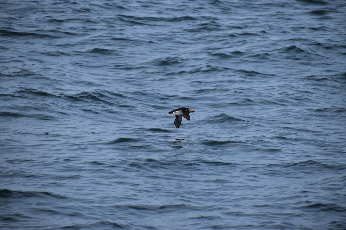 Atlantic Puffin - ML646975751