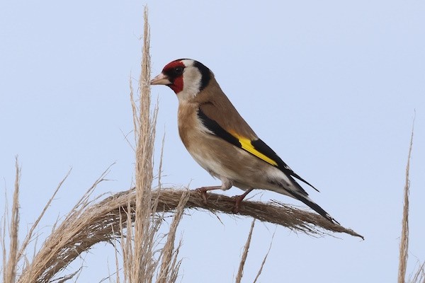 Kardantxiloa - ML646975753