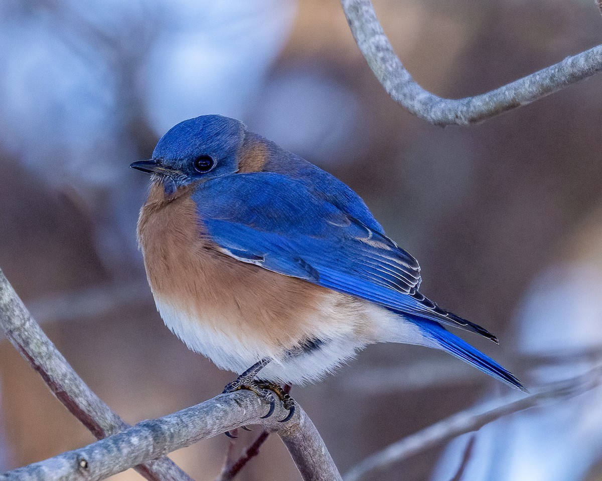 Rotkehl-Hüttensänger - ML646975754