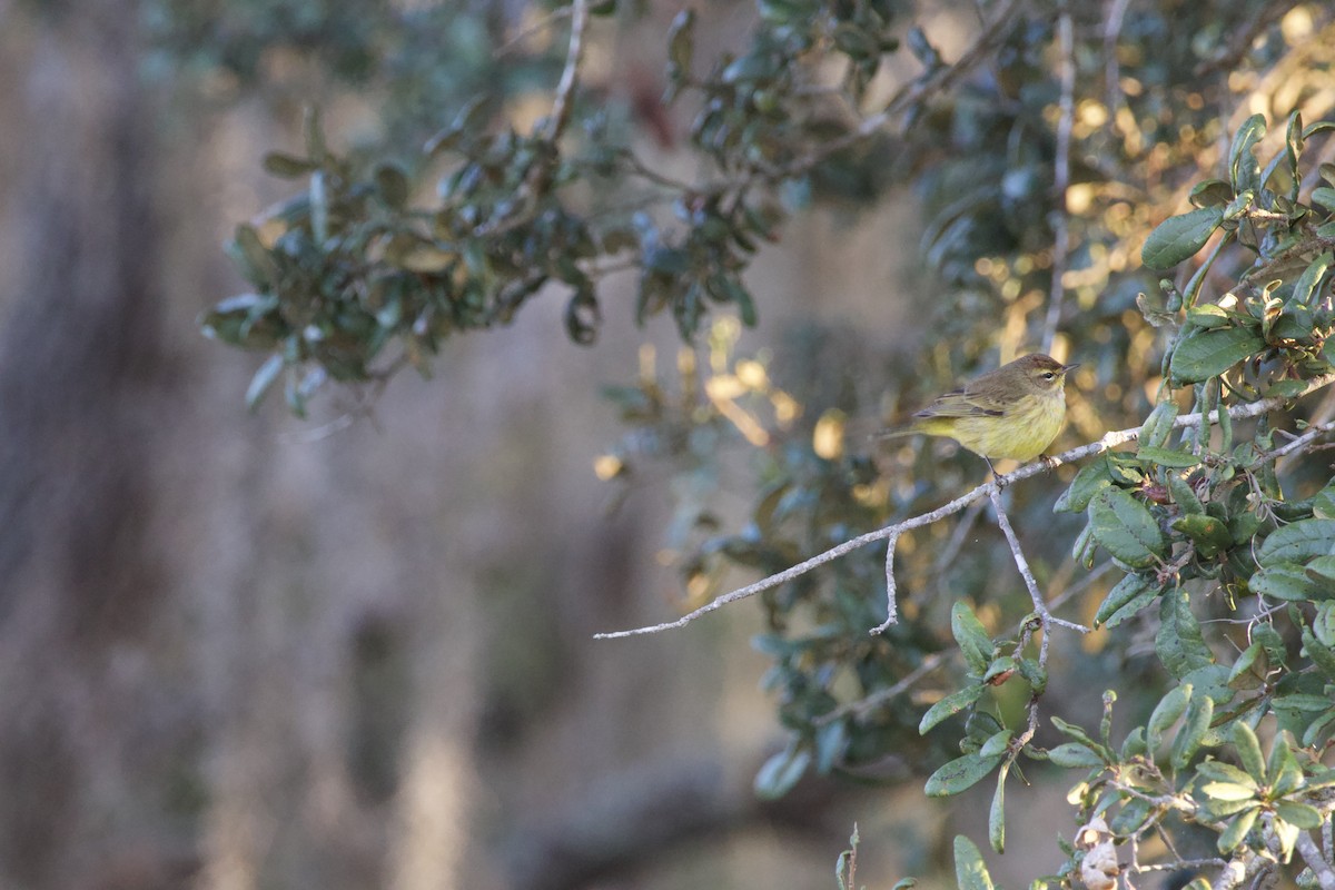 Palmiye Ötleğeni - ML646975755