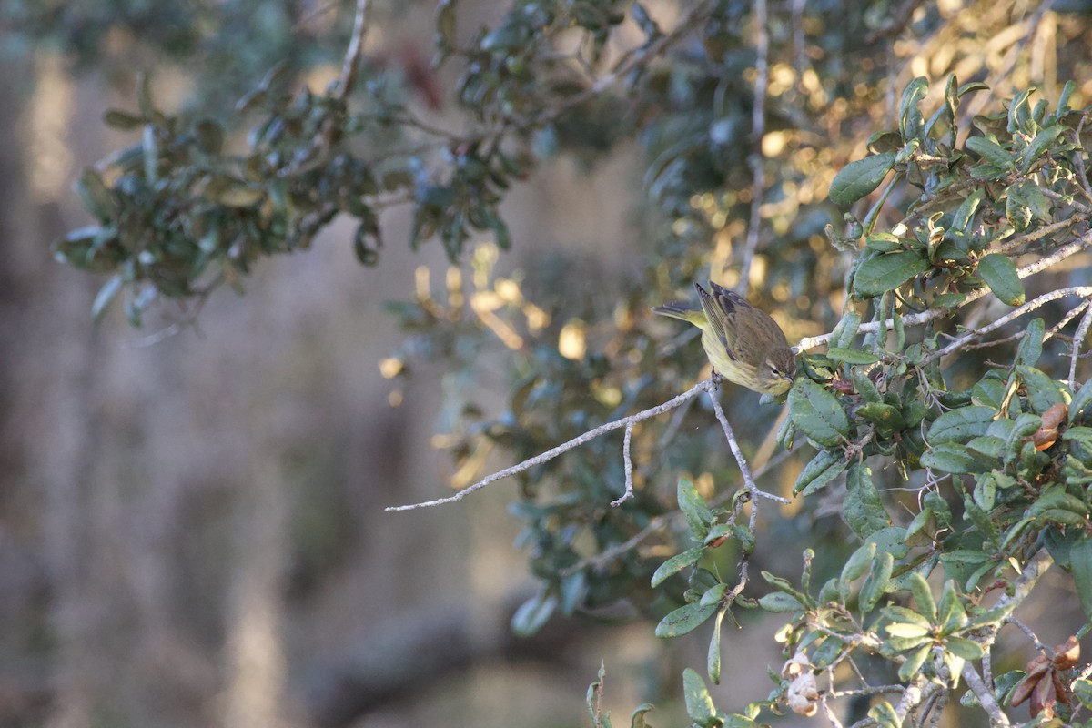 Palmiye Ötleğeni - ML646975756