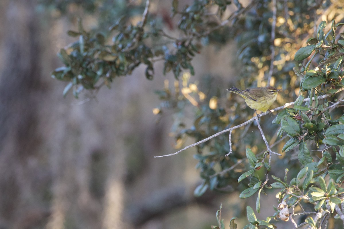 Palmiye Ötleğeni - ML646975757