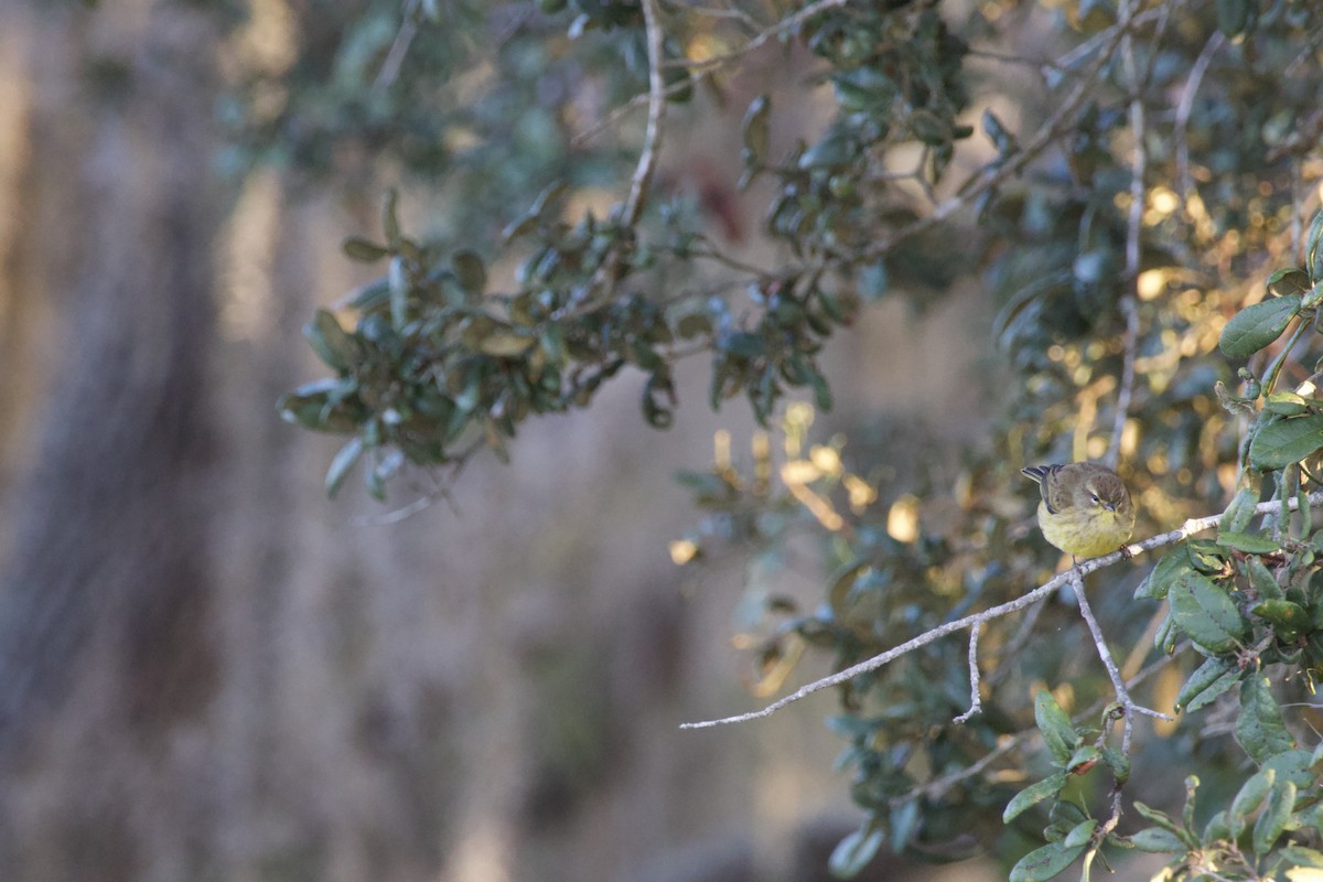 Palmiye Ötleğeni - ML646975758