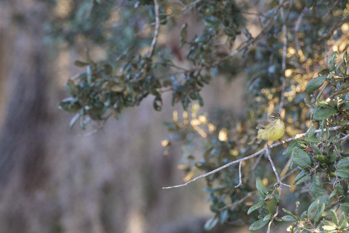 Palmiye Ötleğeni - ML646975759