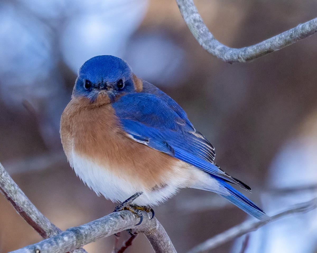 Rotkehl-Hüttensänger - ML646975760