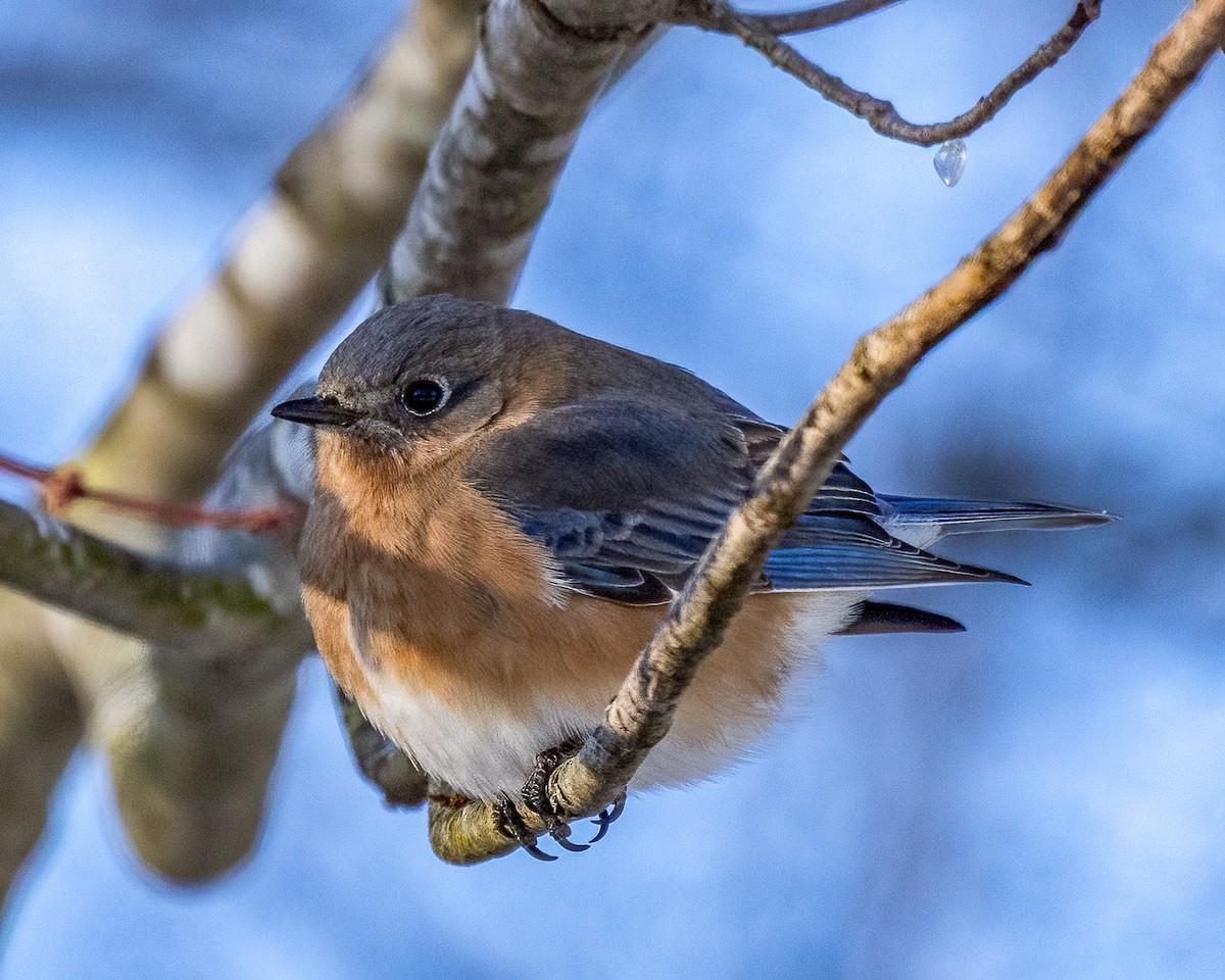 Rotkehl-Hüttensänger - ML646975761