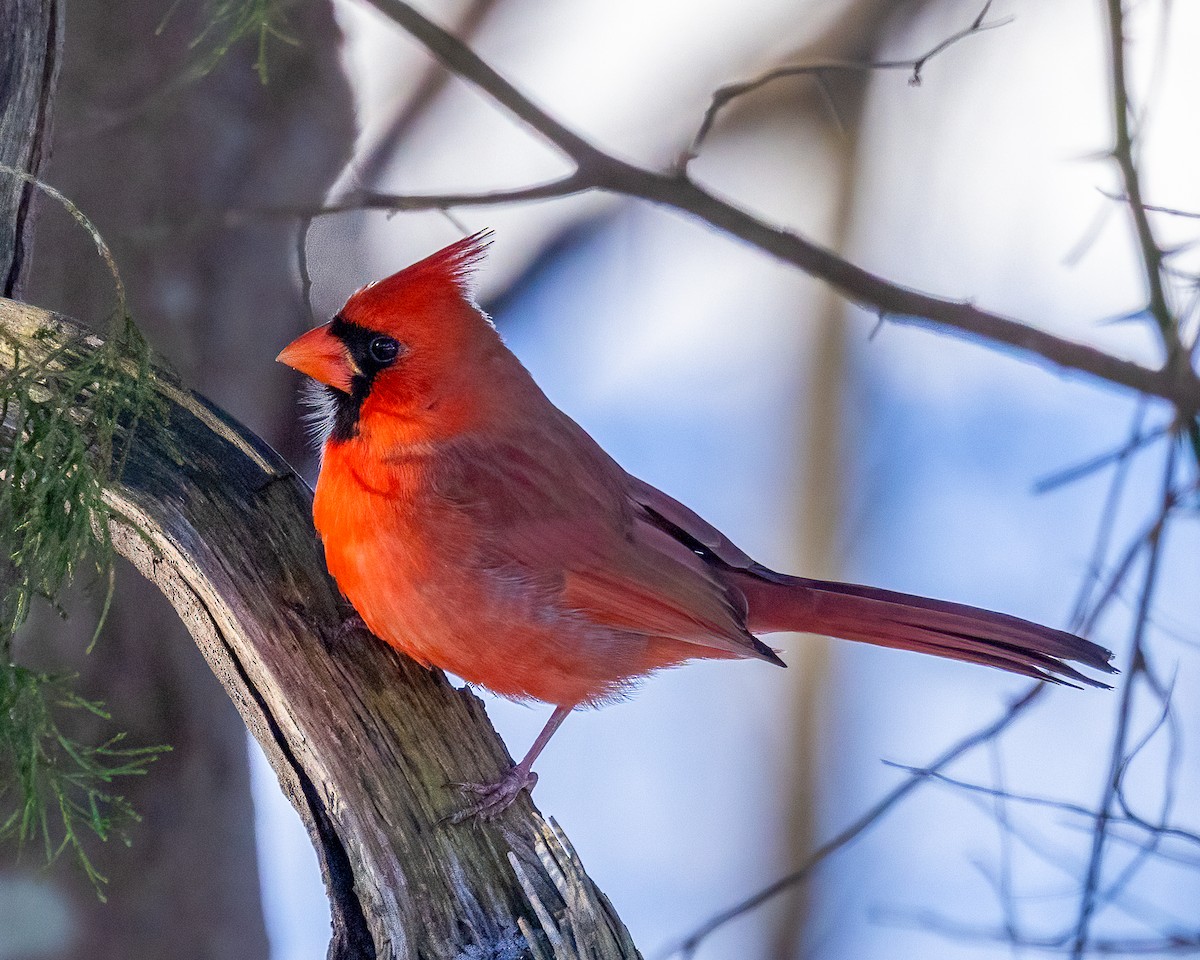 Rotkardinal - ML646975763