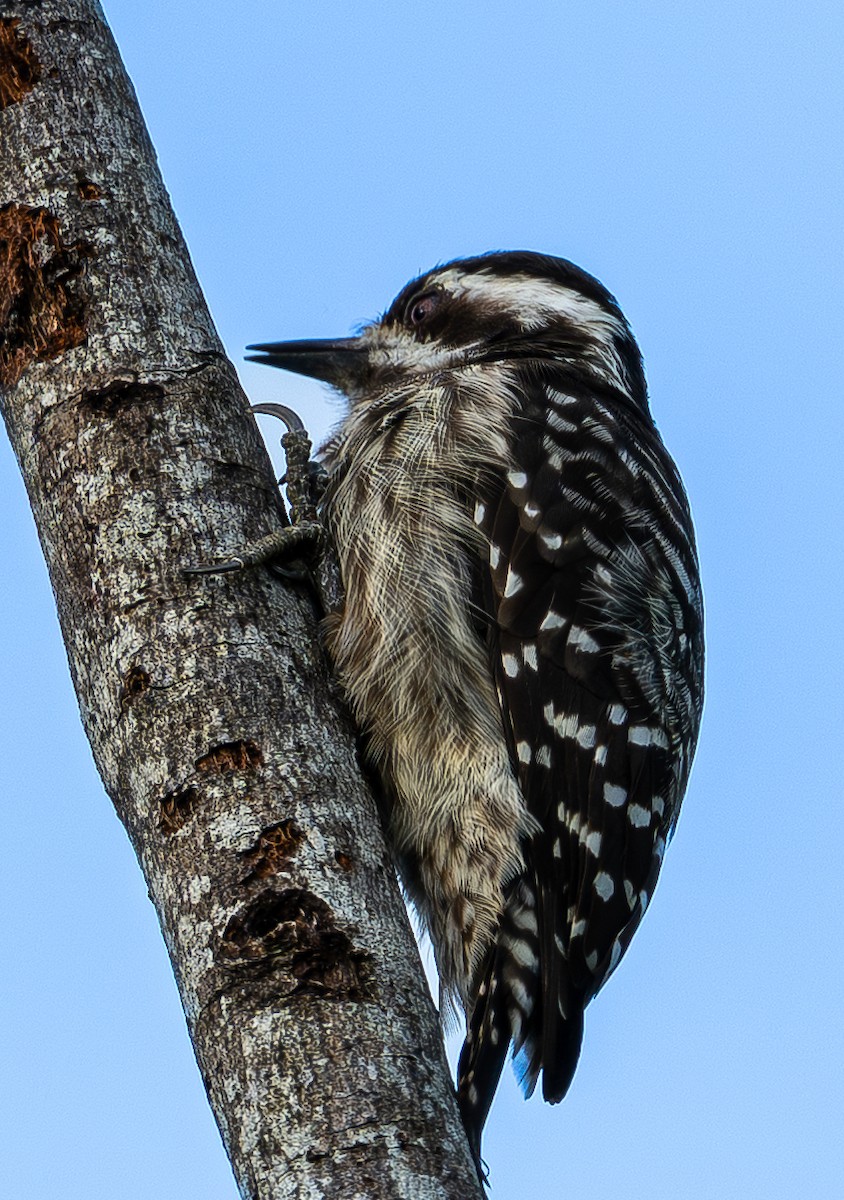 Sunda Pygmy Woodpecker - ML646975771