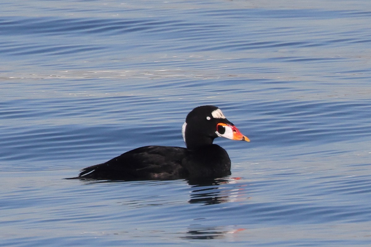 Surf Scoter - ML646975772