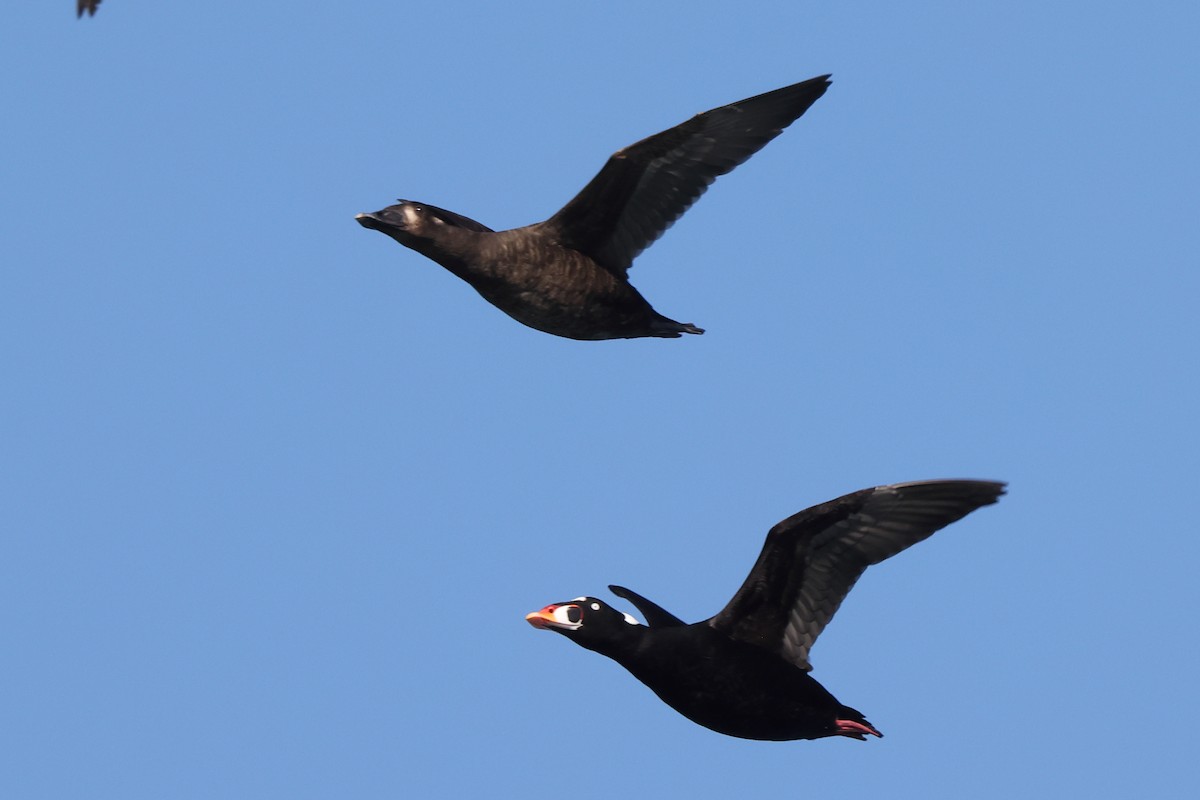 Surf Scoter - ML646975773