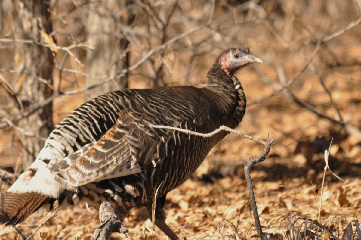 Индейка - ML646975776