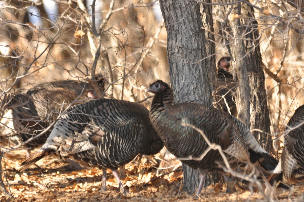 Индейка - ML646975781