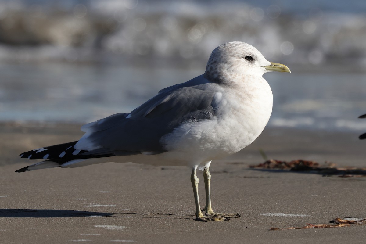 Short-billed Gull - ML646975782