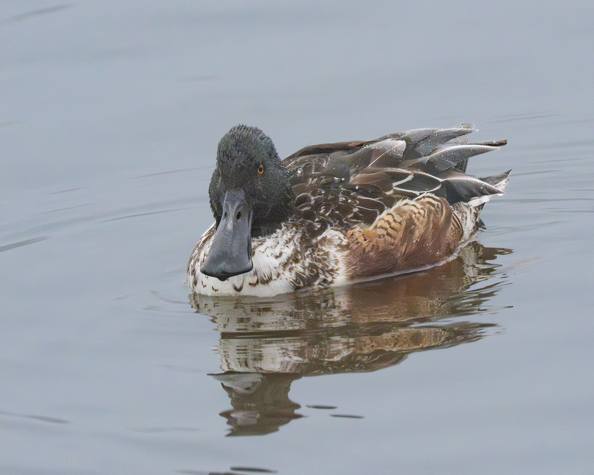 skjeand - ML646975783