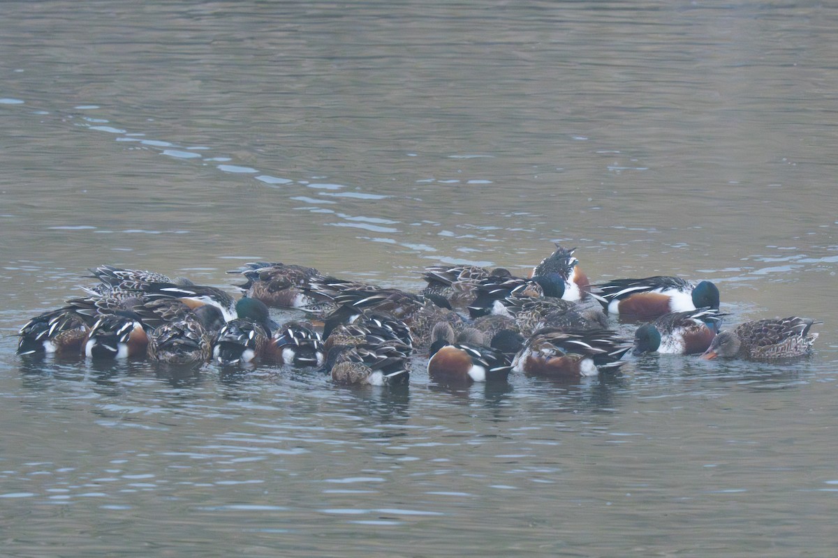 skjeand - ML646975784