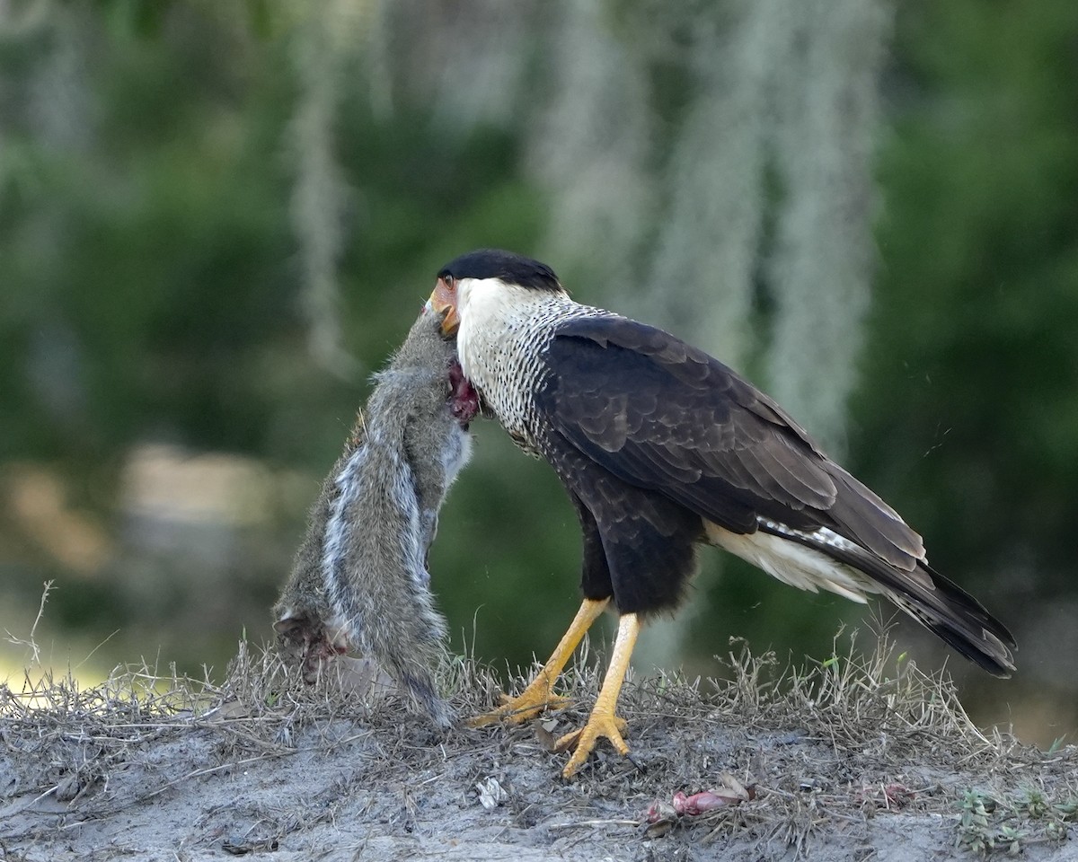 Crested Caracara - ML646975788