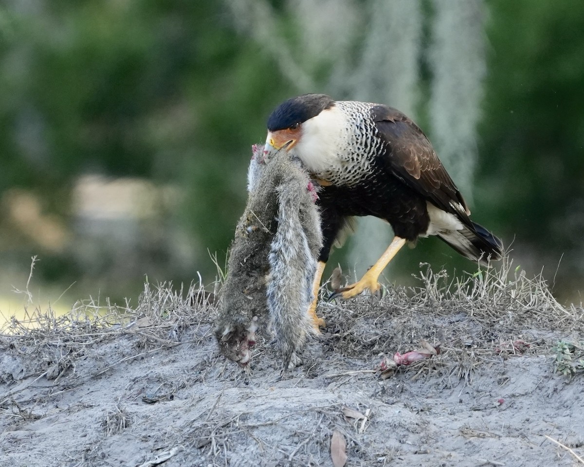 Crested Caracara - ML646975789