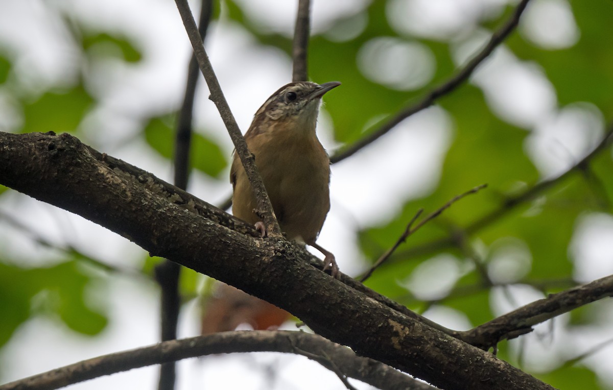 Carolina Wren - ML646975791