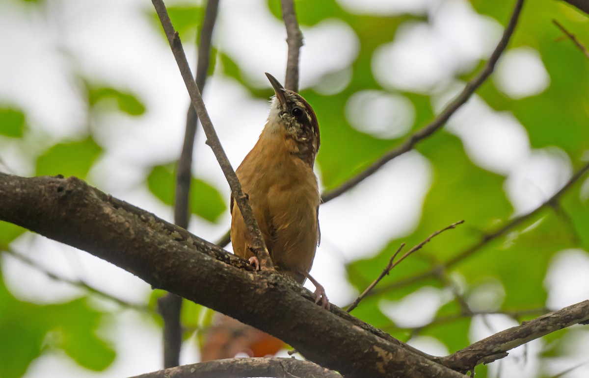 Carolina Wren - ML646975793