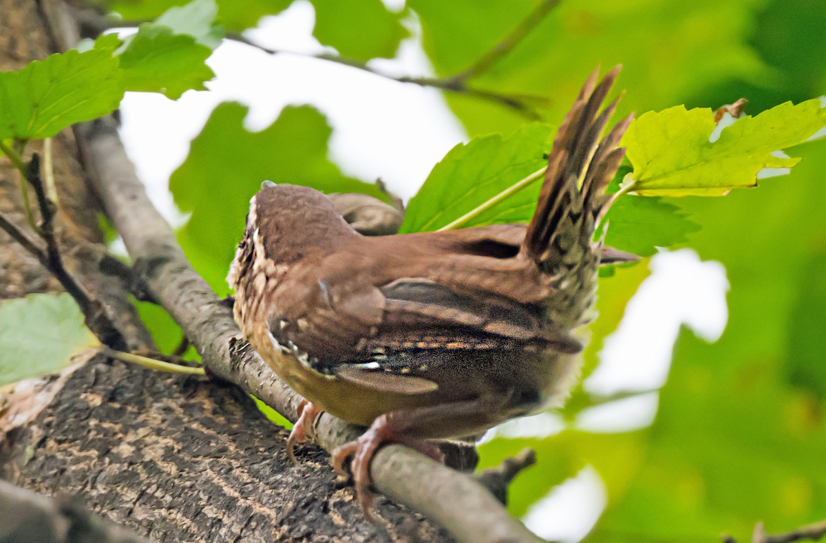 Carolina Wren - ML646975794