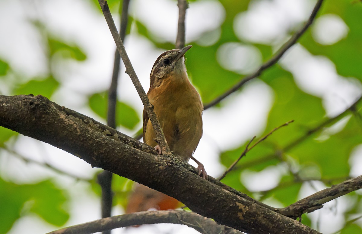 Carolina Wren - ML646975795