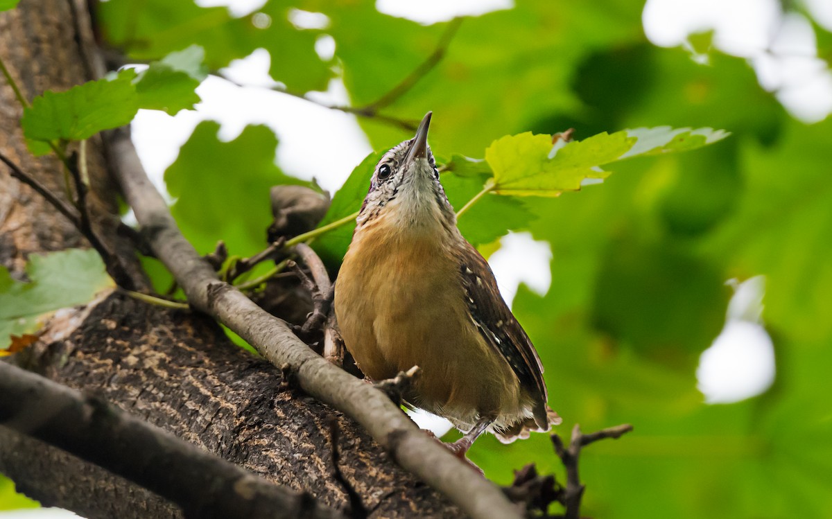 Carolina Wren - ML646975796