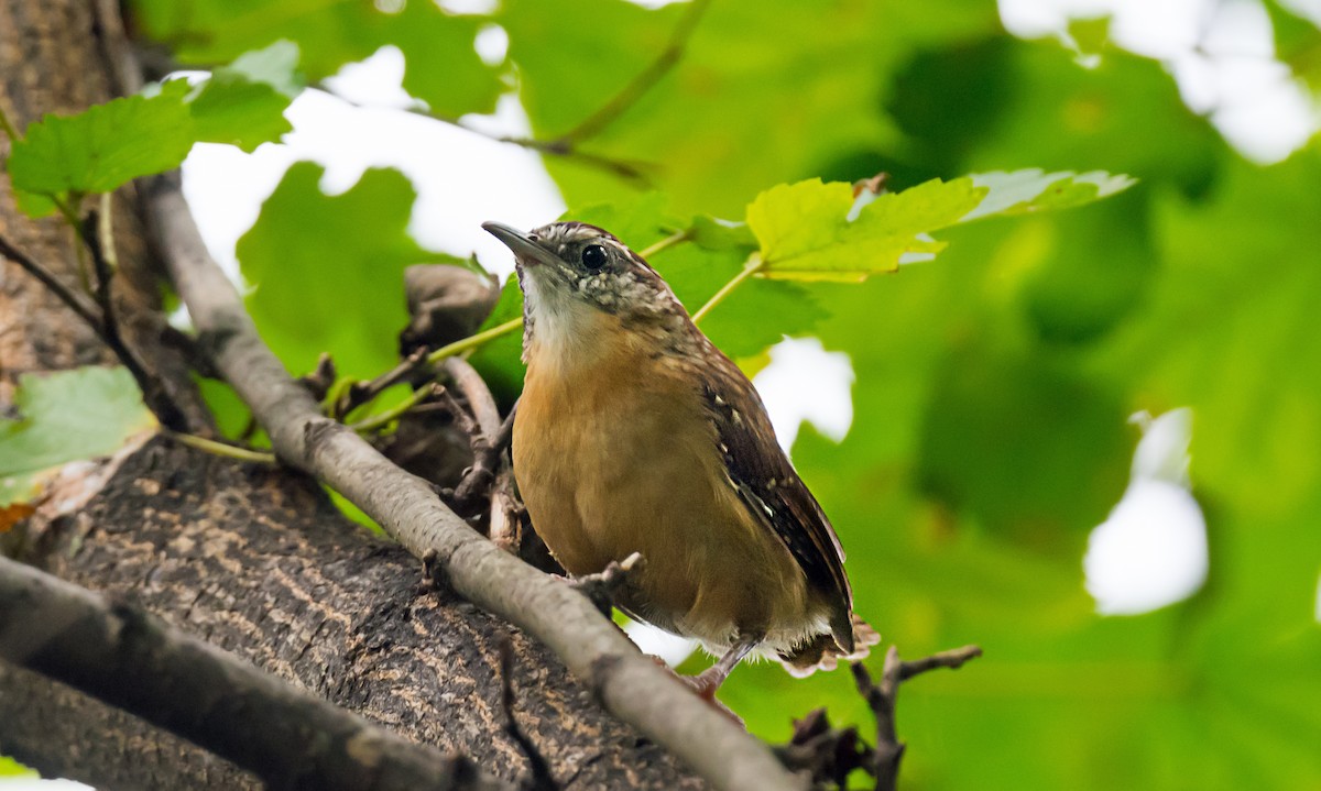 Carolina Wren - ML646975797