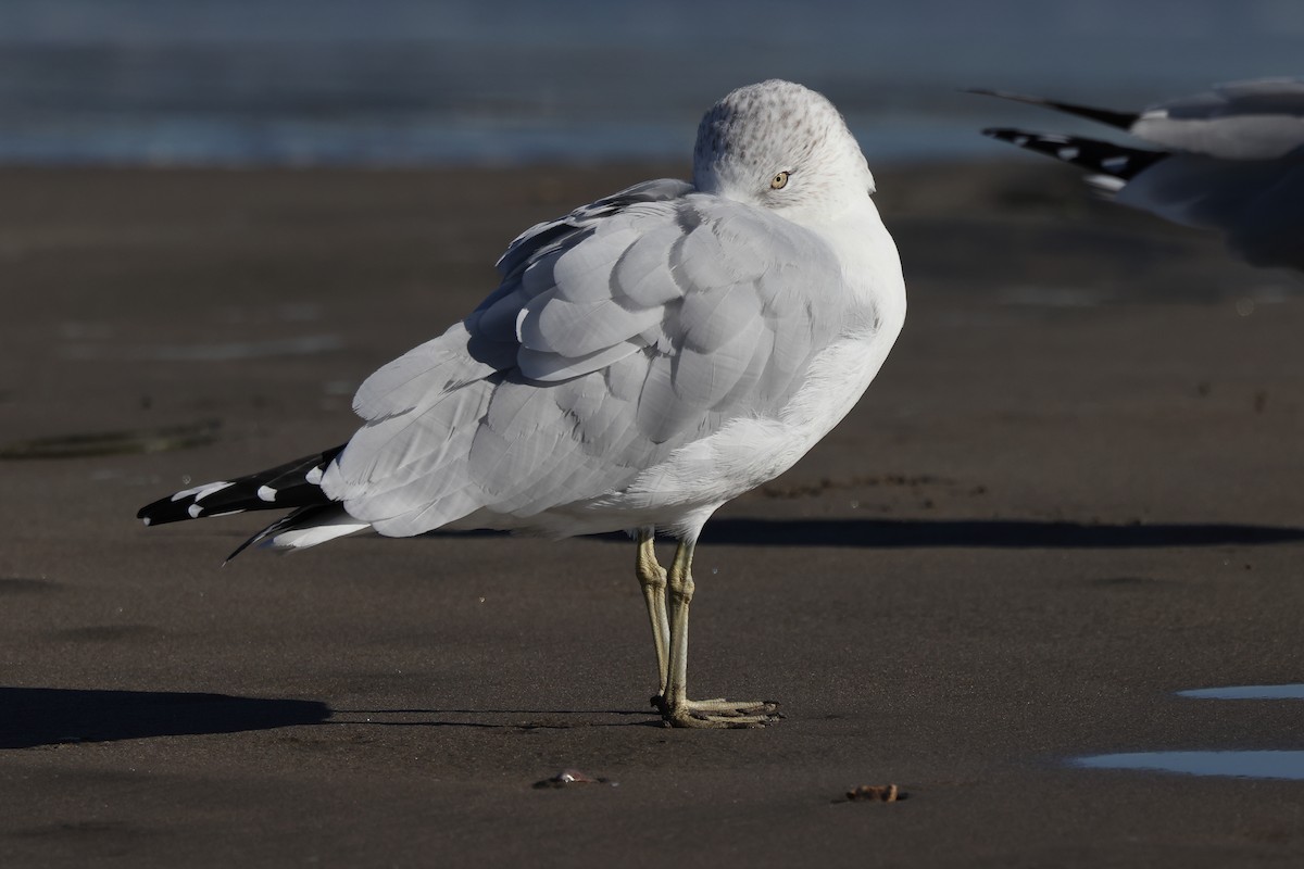 Ring-billed Gull - ML646975801