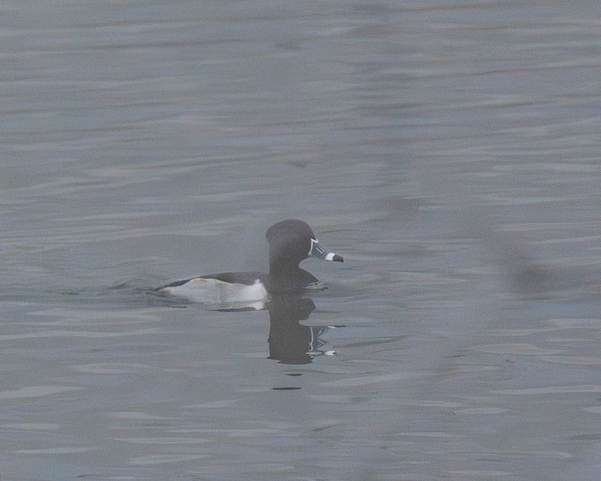 ringand - ML646975802