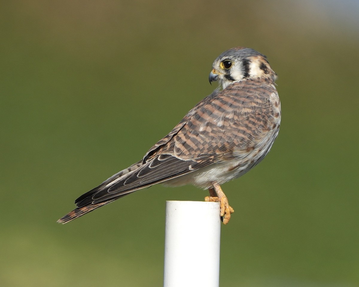 Belatz amerikarra - ML646975804