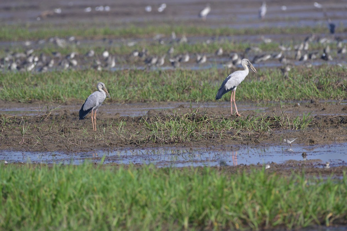 Лелека-молюскоїд індійський - ML646975805