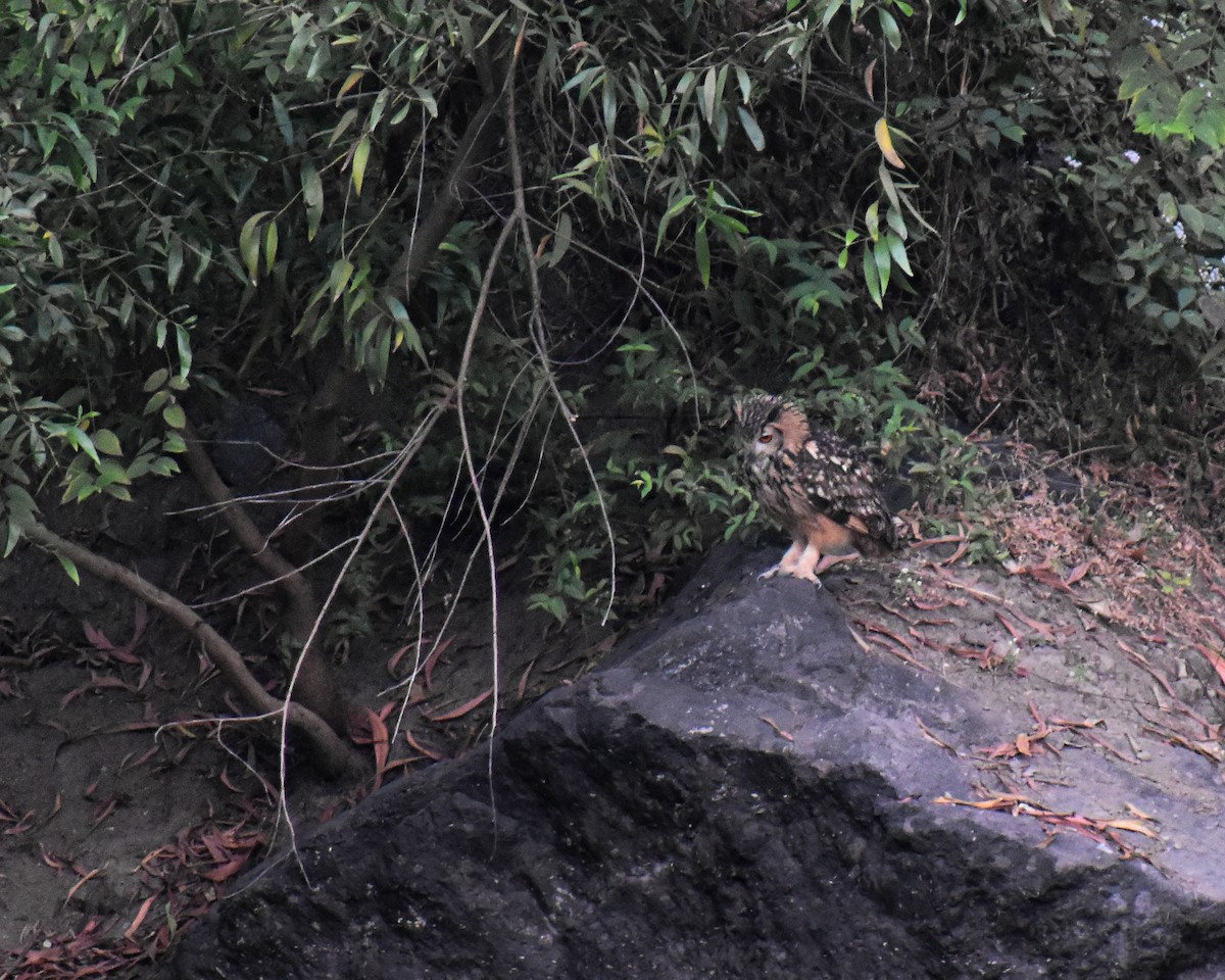 bengalhubro - ML646975807