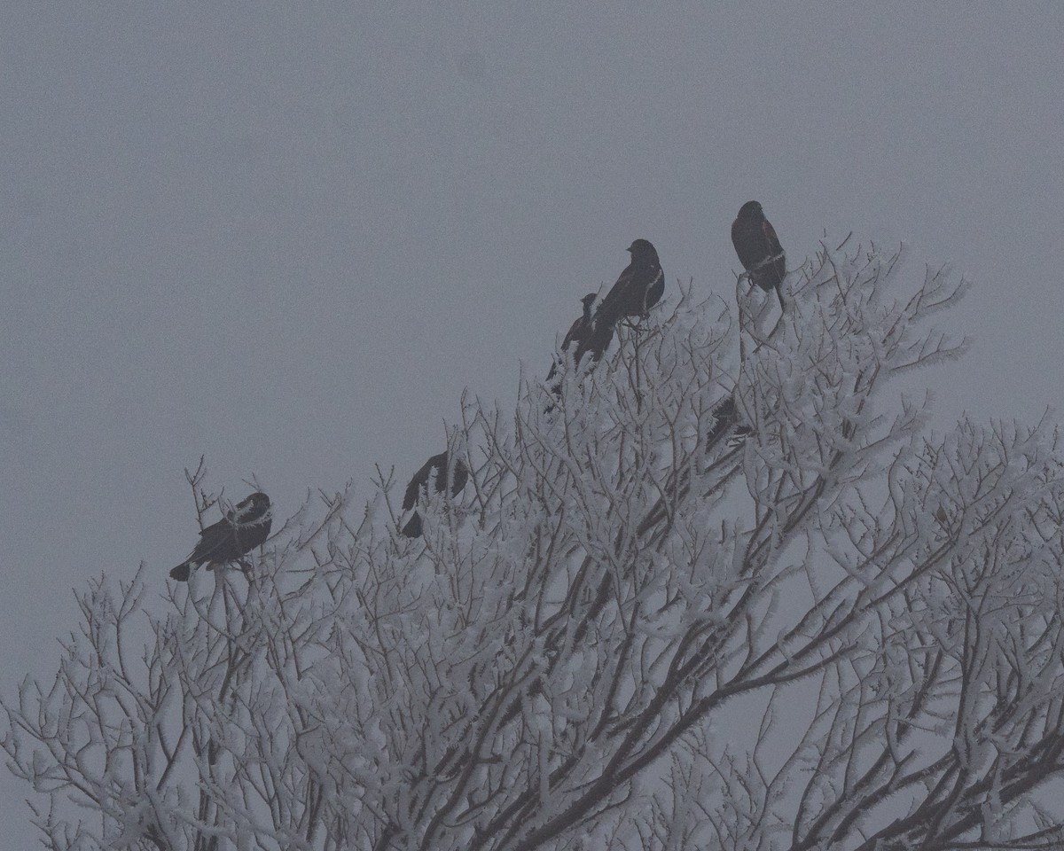 rødvingetrupial - ML646975808