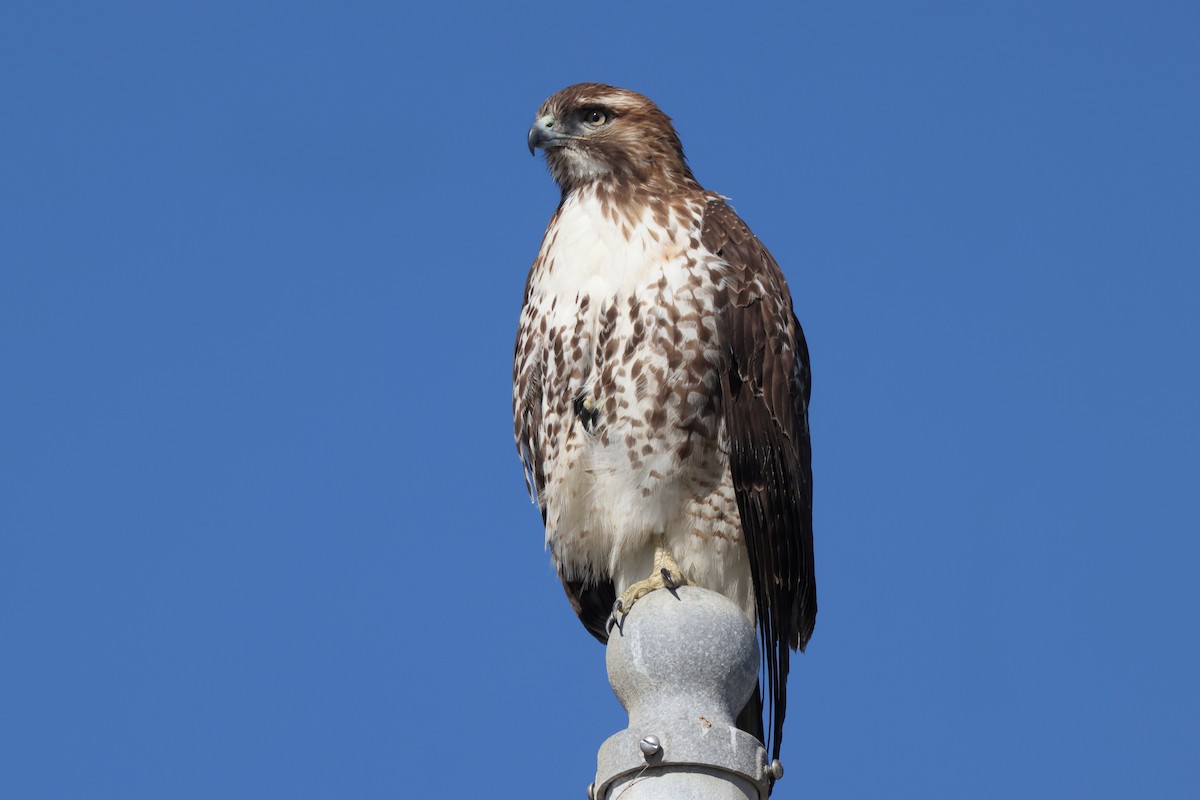 Red-tailed Hawk - ML646975812