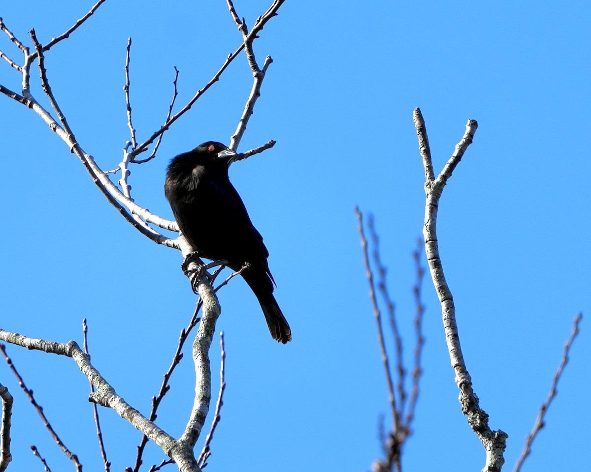 Bronzed Cowbird - ML646975813