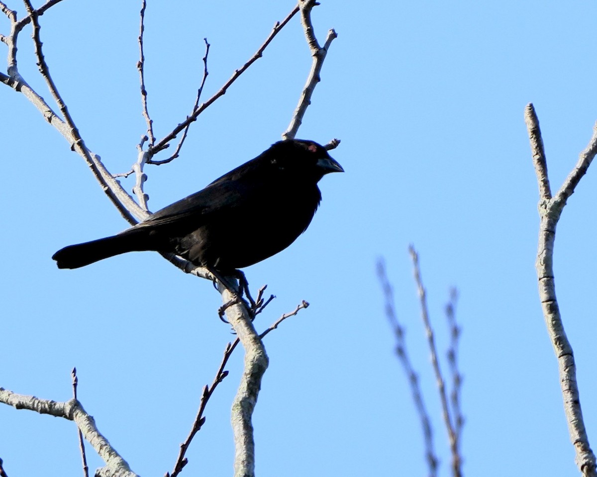 Bronzed Cowbird - ML646975814