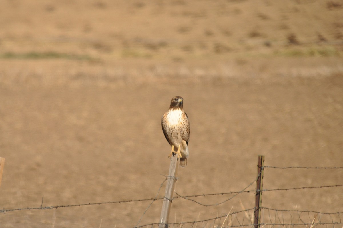 Краснохвостый канюк - ML646975815