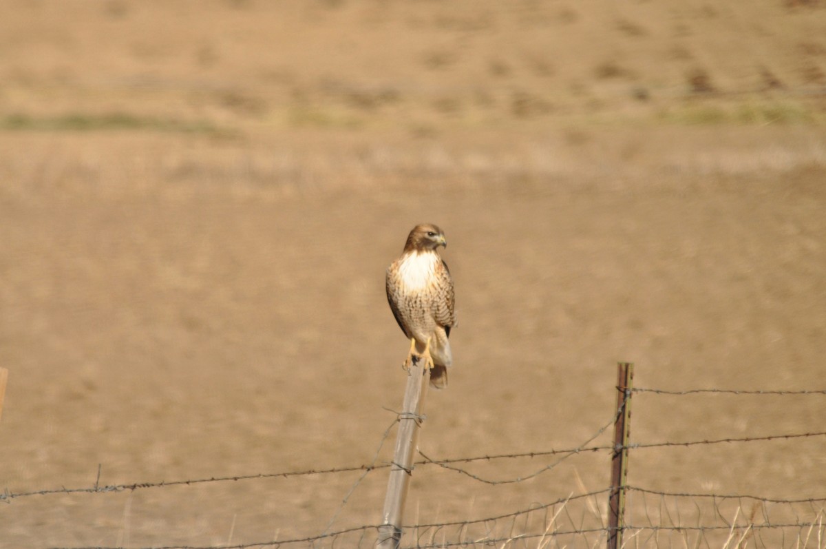 Краснохвостый канюк - ML646975816