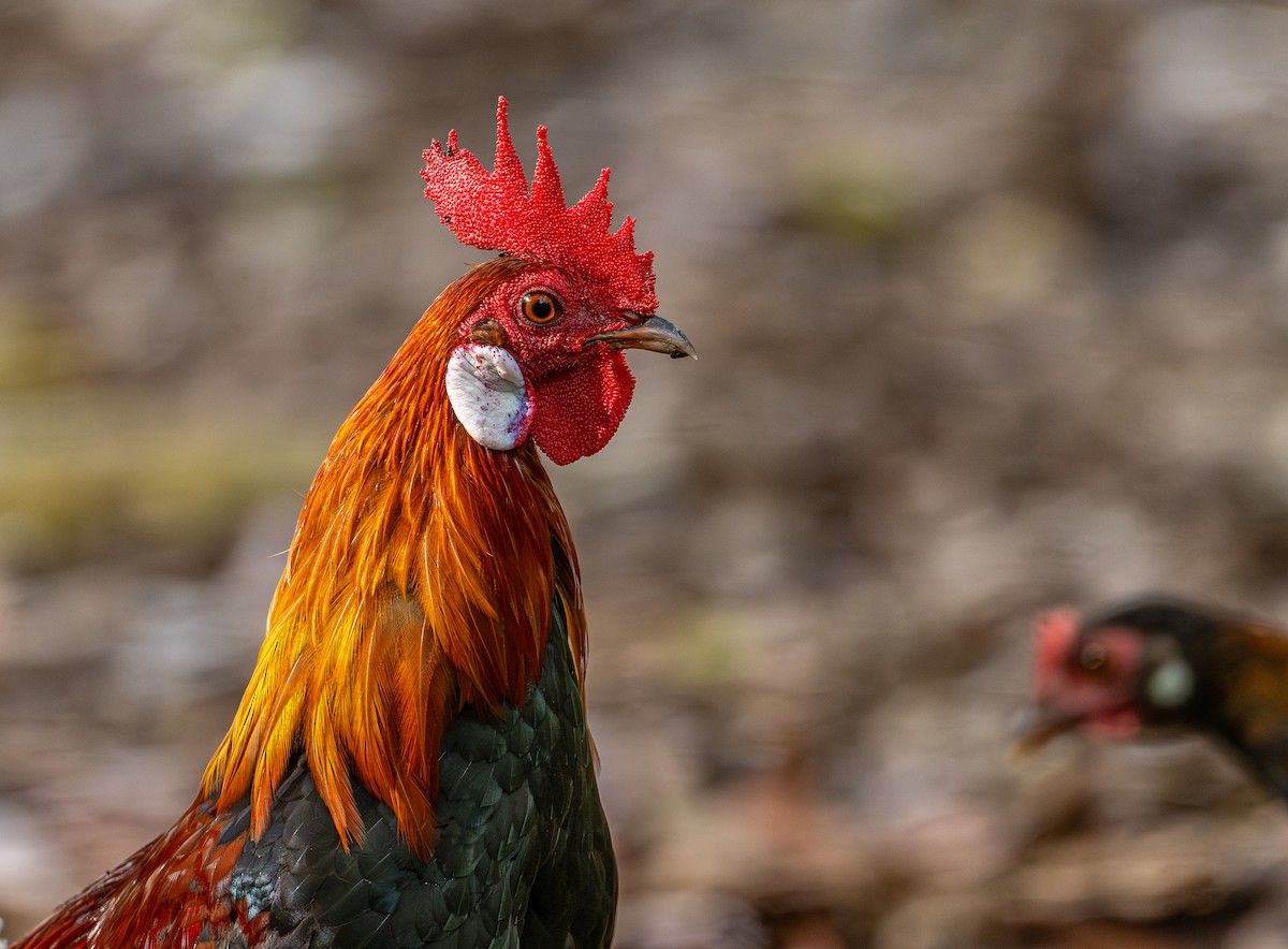 תרנגול בר - ML646975818