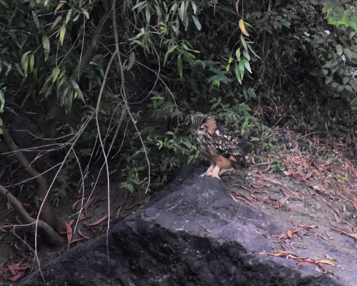 bengalhubro - ML646975820