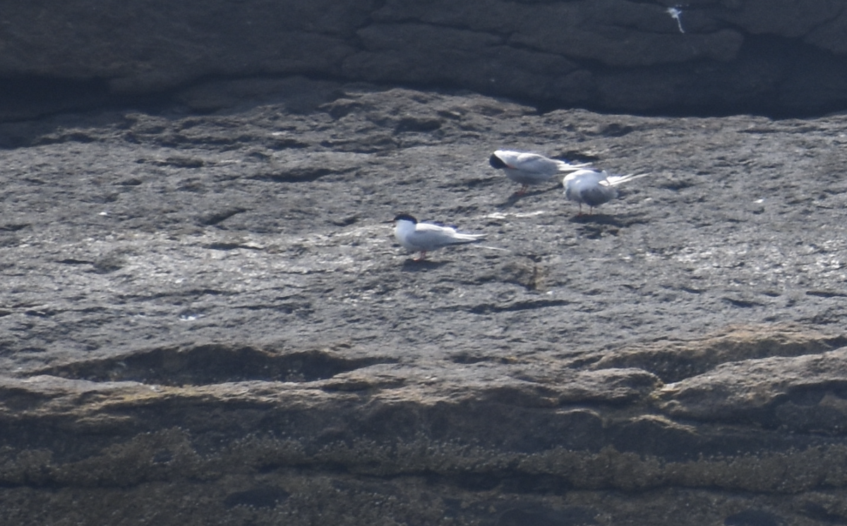 Roseate Tern - ML646975823