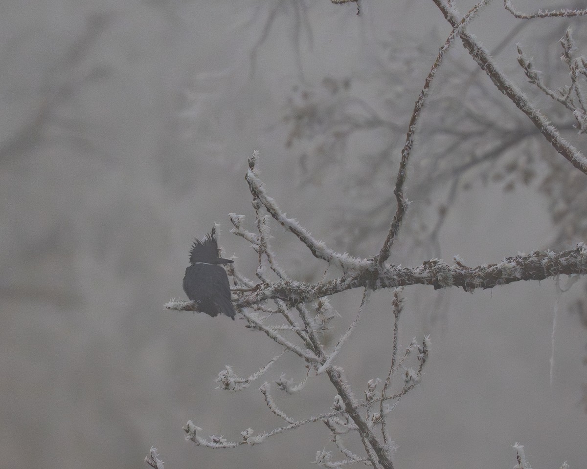 belteisfugl - ML646975824